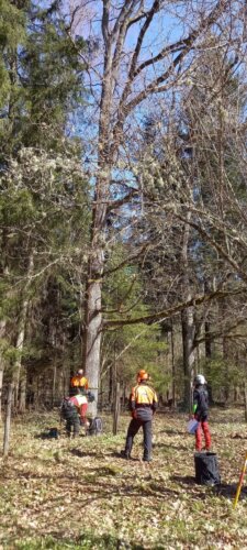 Arboristi kutseeksam Luua Metsanduskoolis – töökoha riskianalüüs. Kutse andja on Eesti Arboristide Ühing