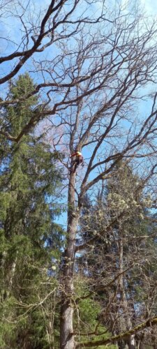 Arboristi kutseeksam Luua Metsanduskoolis – töö võras. Kutse andja on Eesti Arboristide Ühing